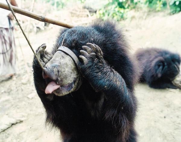 Les ours martyrs