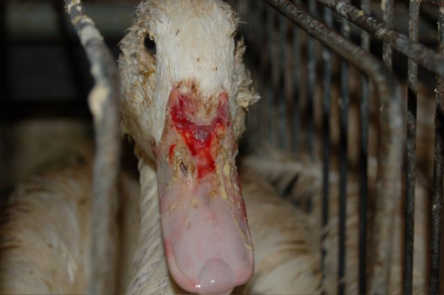 Le foie gras provient d'un foie gras malade